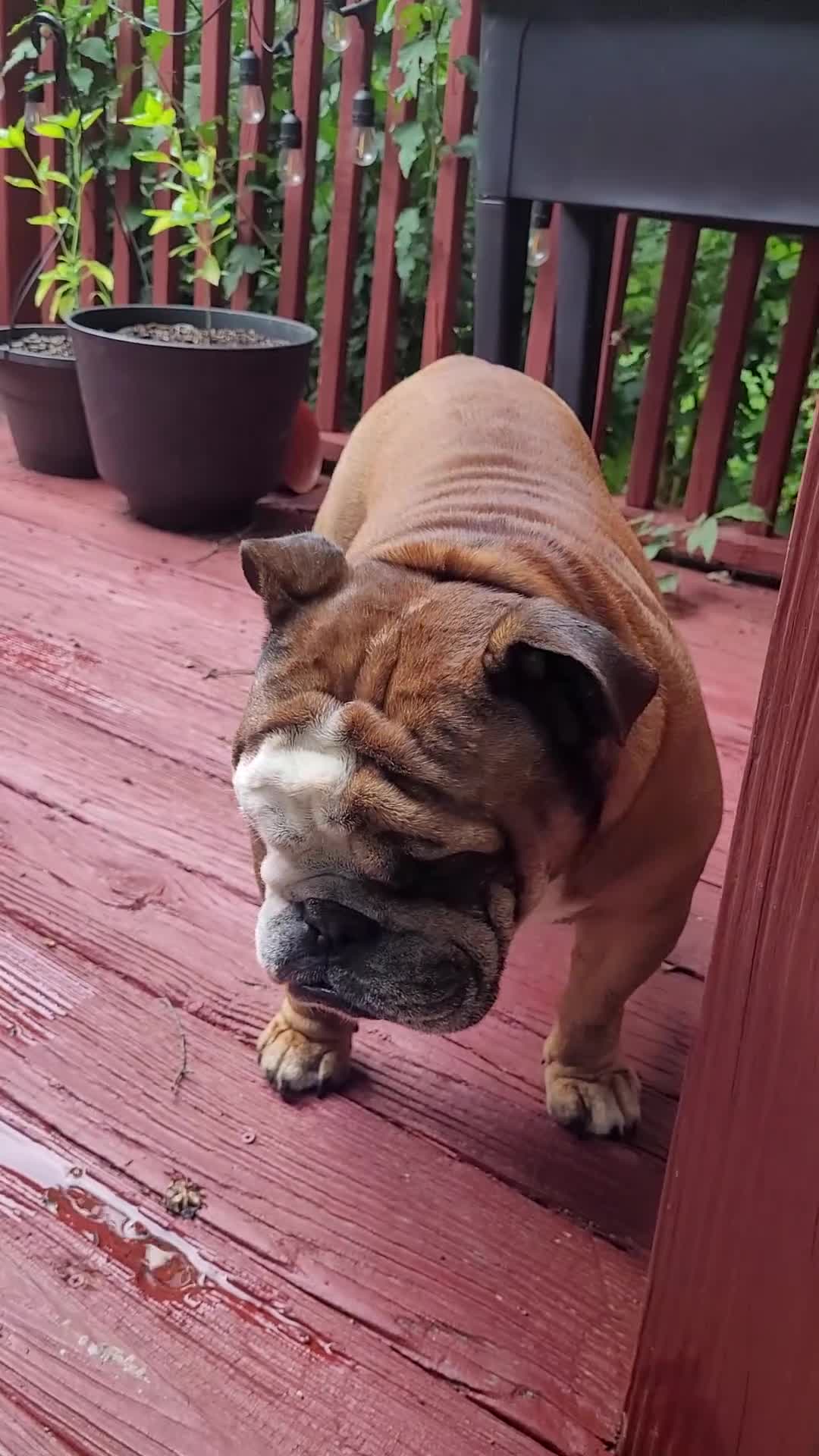 English Bulldog dogs for stud: Michelin - Video 1