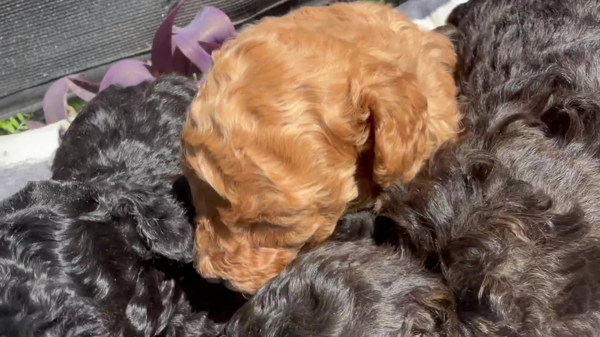 Toy Poodle dogs for sale: Blaze  - Video 1