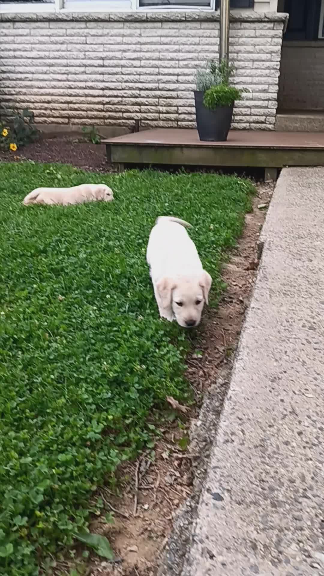 Labrador Retriever dogs for sale: Buster - Video 1