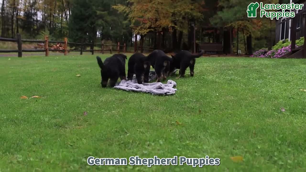 German Shepherd dogs for sale: Coffee - Video 1