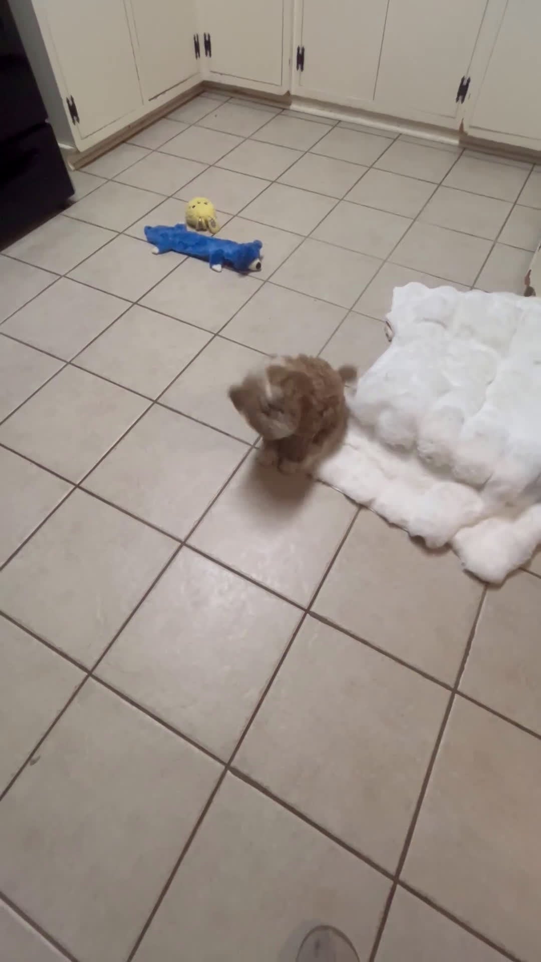 Mini Goldendoodle dogs for sale: Petite Tuxedo Mini Goldendoodle Mr. Perfection - Video 1