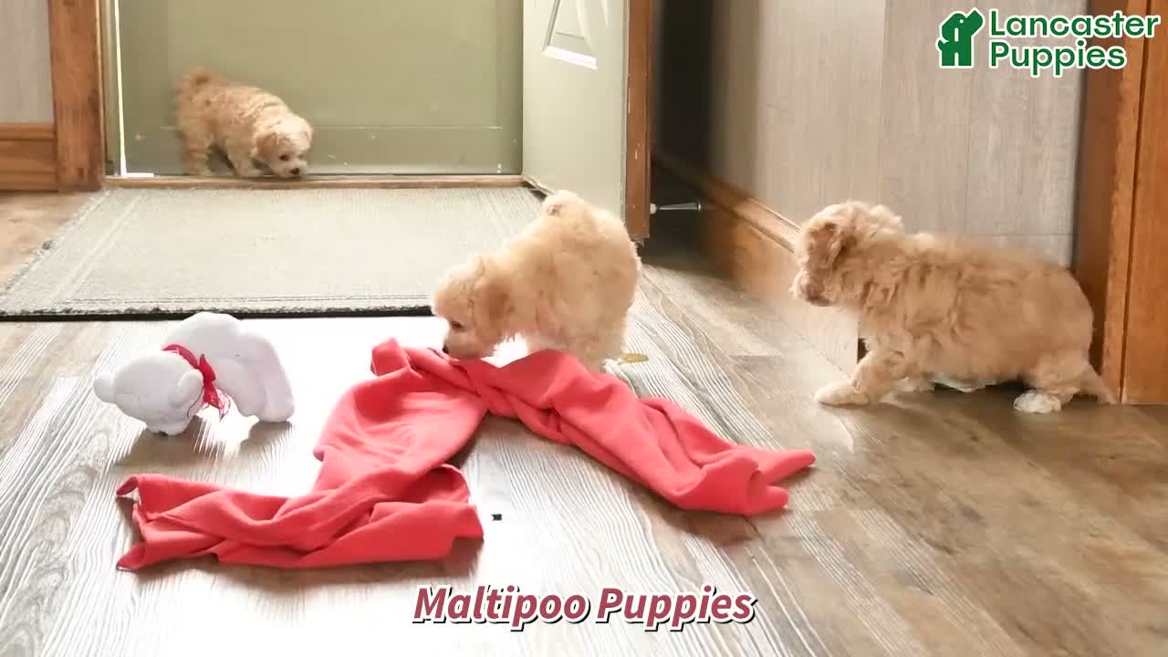 Maltipoo dogs for sale: Lindsey - Video 1