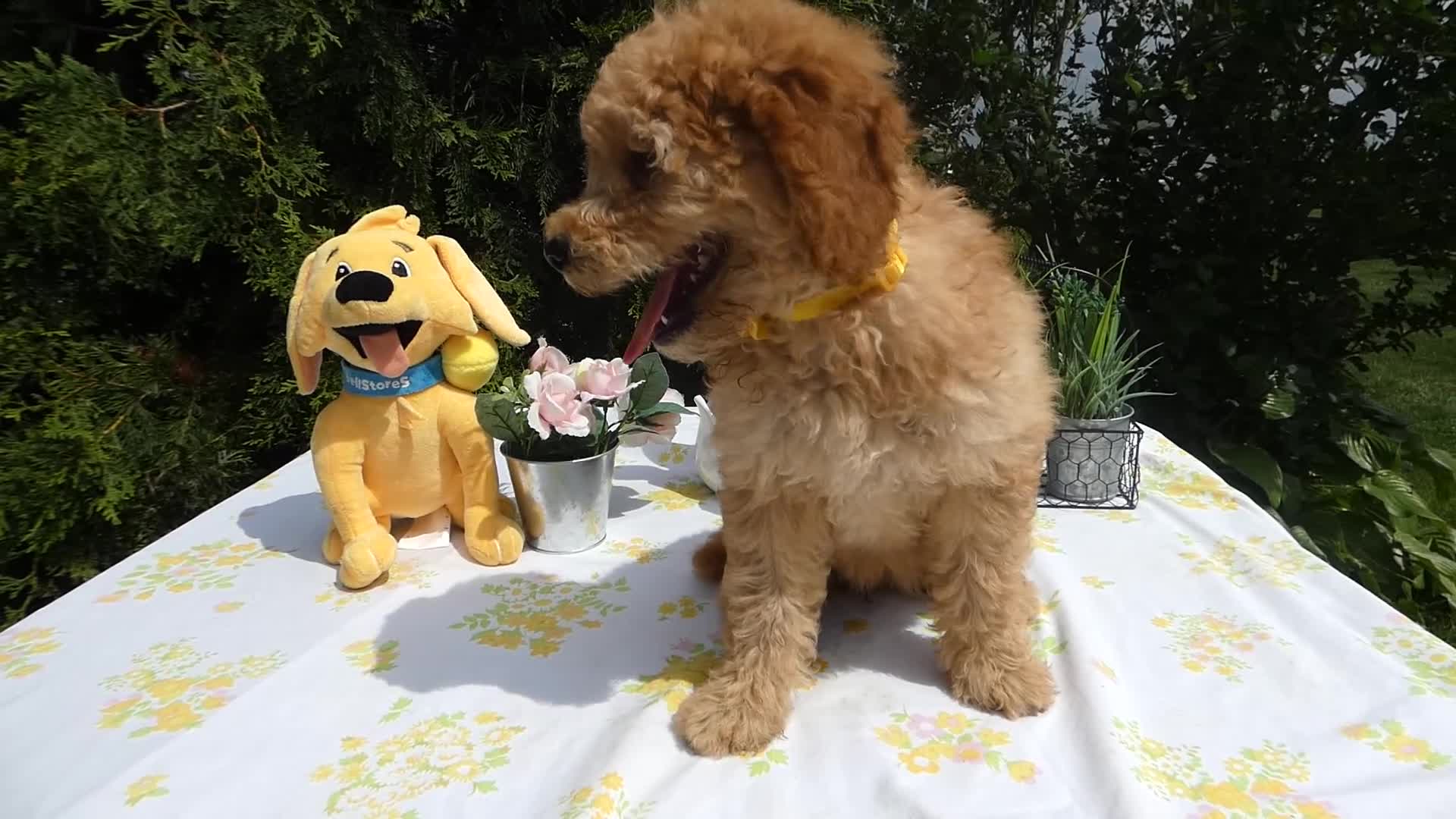 Mini Goldendoodle dogs for sale: Goldendoodle 5 Lanny - Video 3