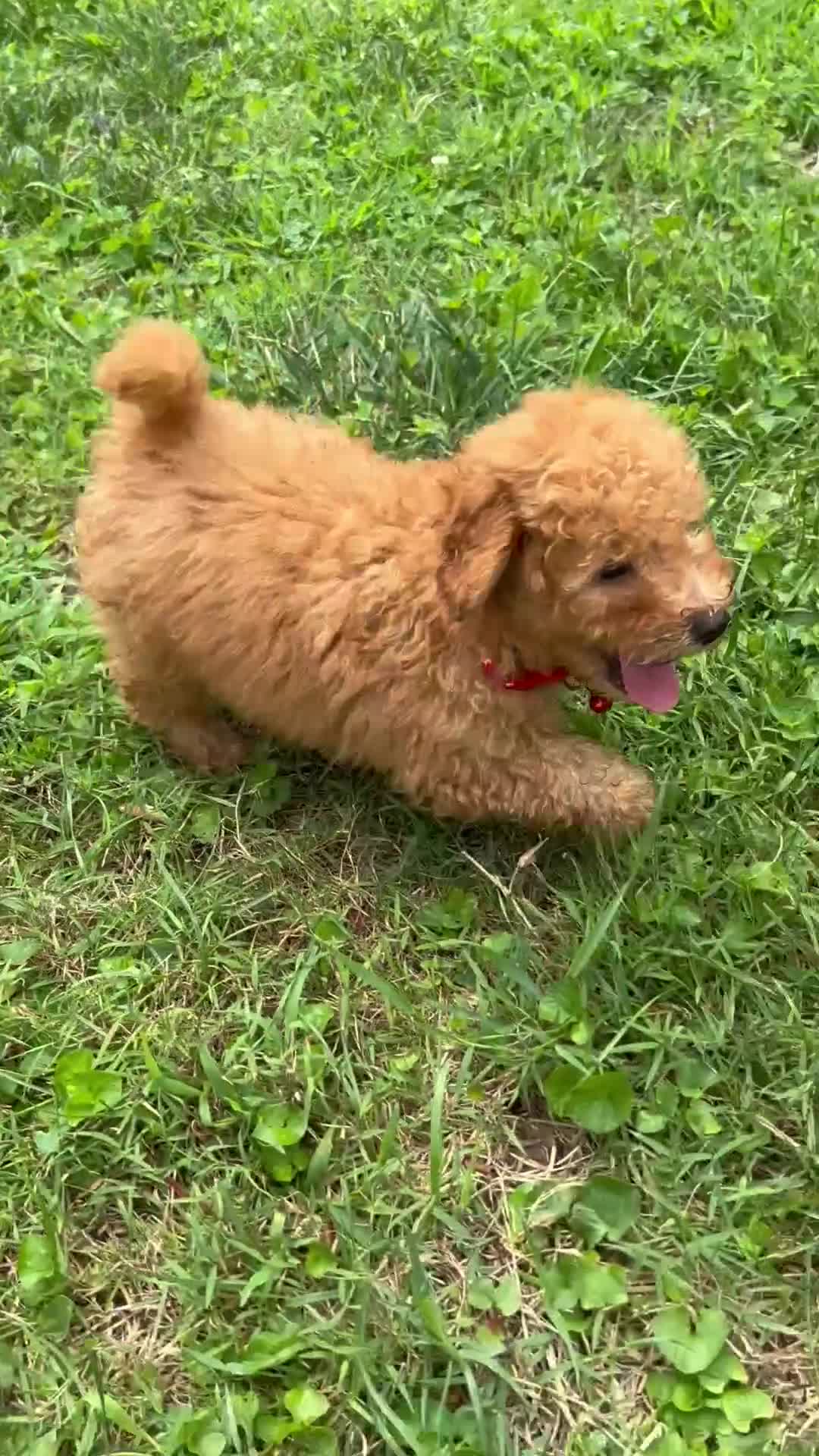 Miniature Poodle dogs for sale: Sammy - Video 1