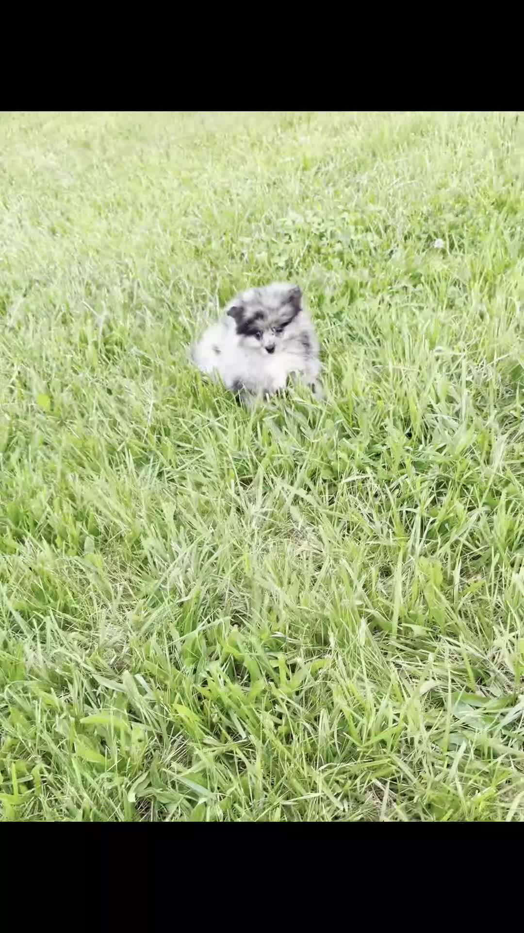 Pomeranian dogs for sale: Draco AKC - Video 1