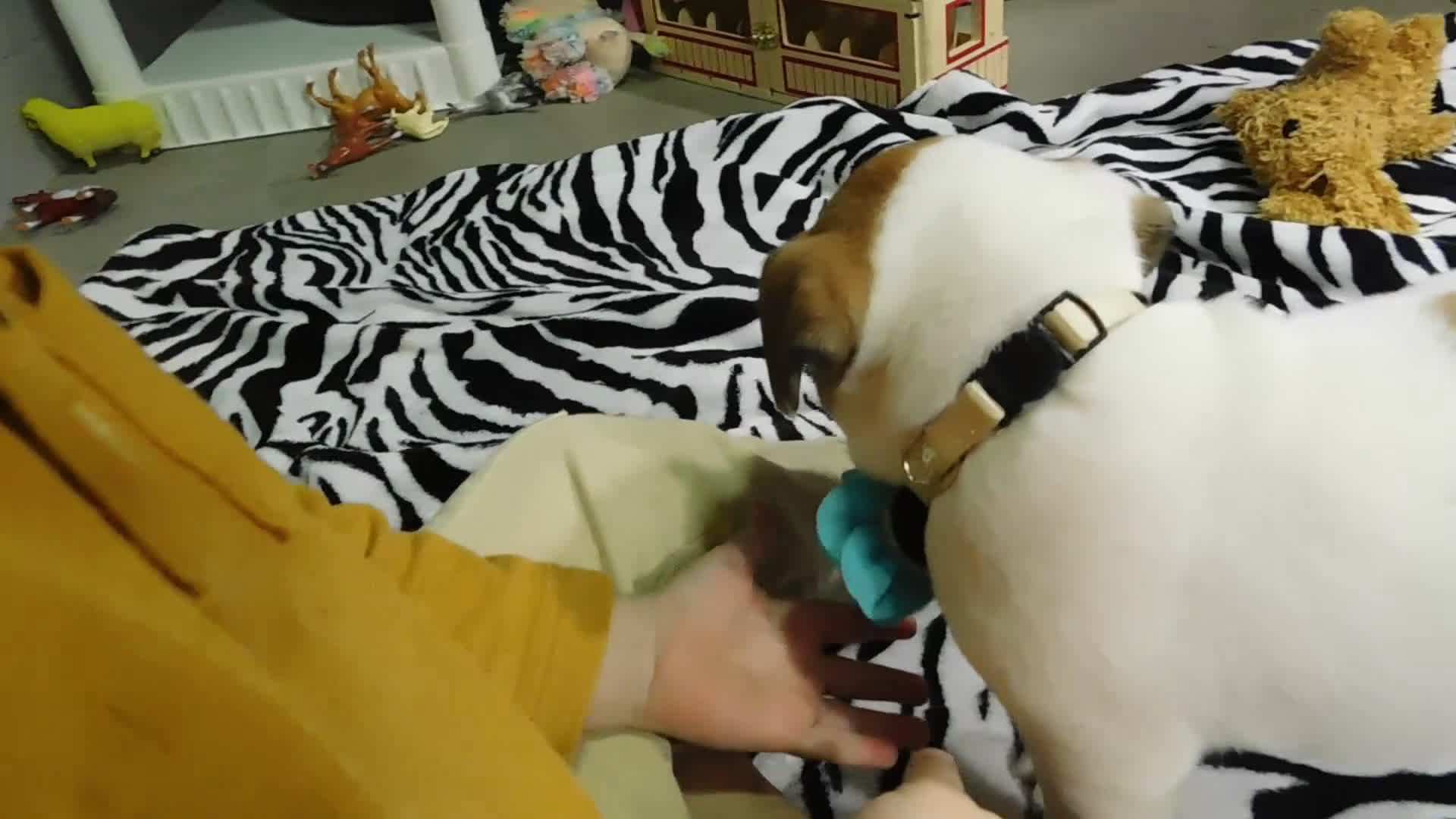 Mixed Breed dogs for sale: Jake - Video 1