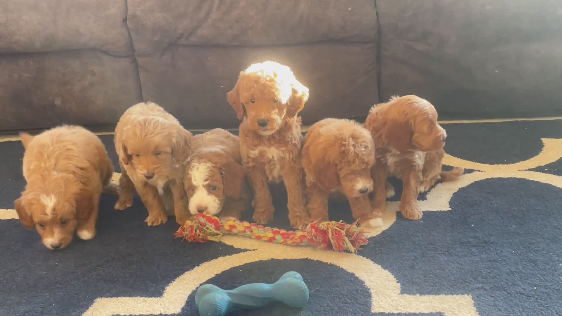 Mini Goldendoodle dogs for sale: Ms. Penelope - Video 1