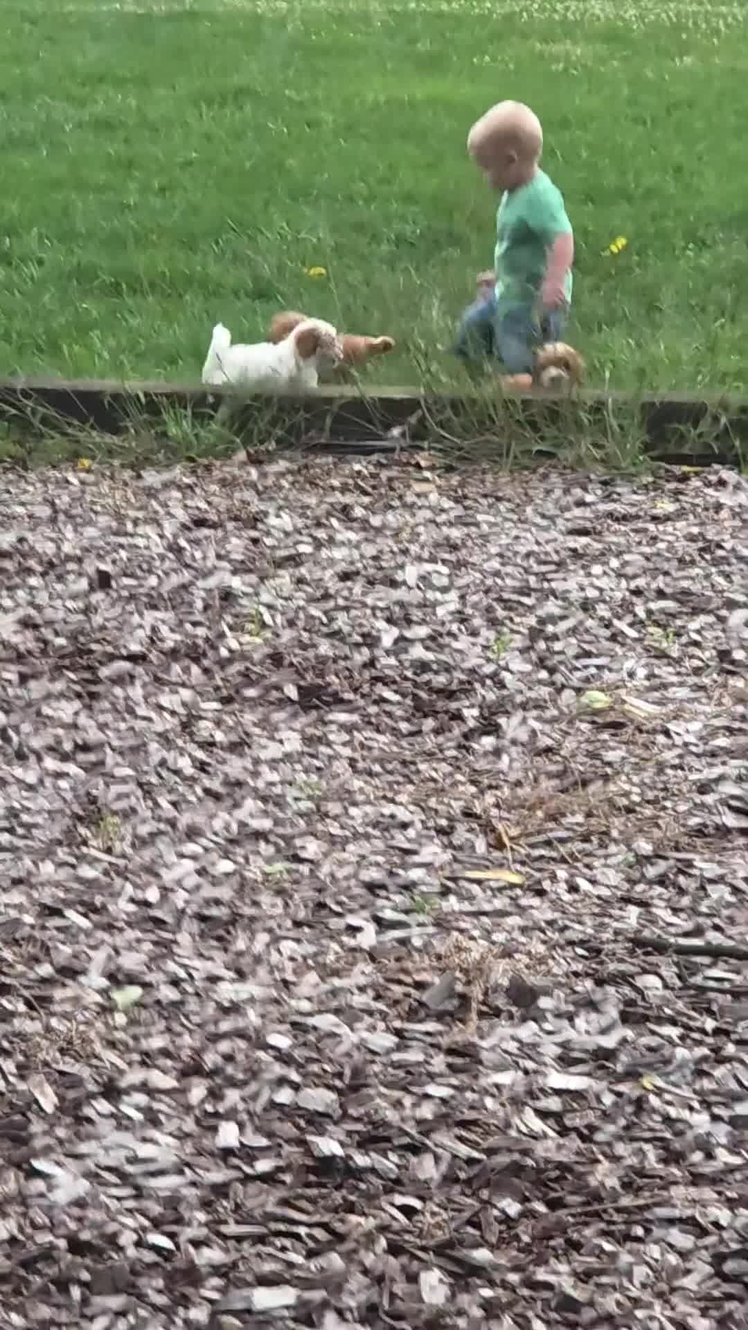 Mini Goldendoodle dogs for sale: Ginger  - Video 1