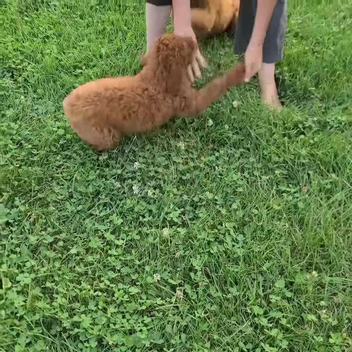 Standard Poodle dogs for sale: Rosa moyen - Video 1