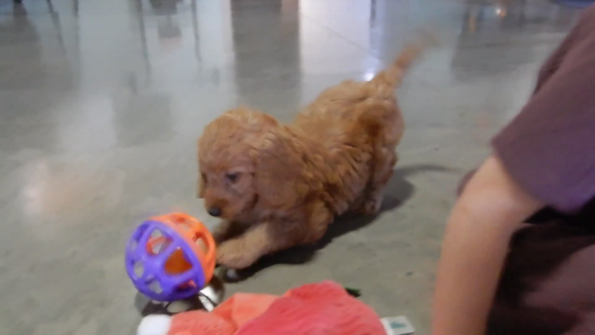 Goldendoodle dogs for sale: Logan-MEDIUM - Video 1