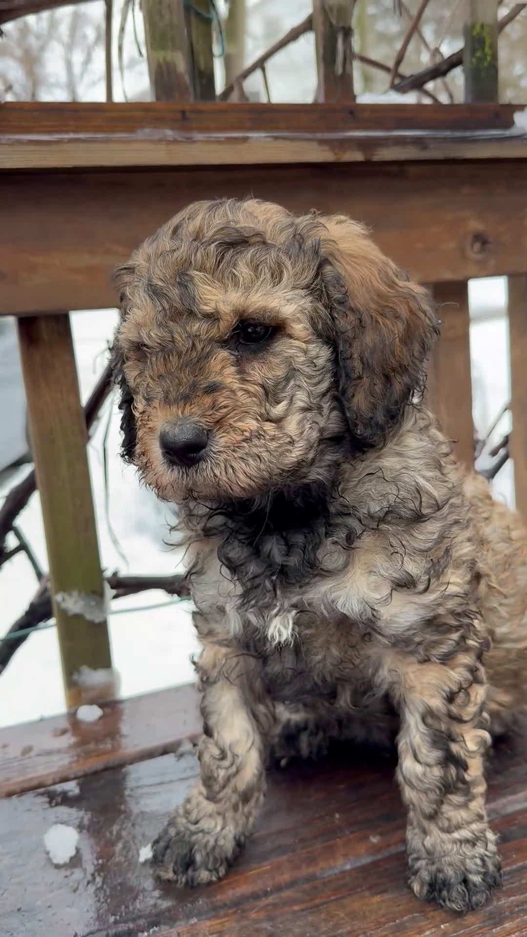 Goldendoodle dogs for sale: Coal - Video 1