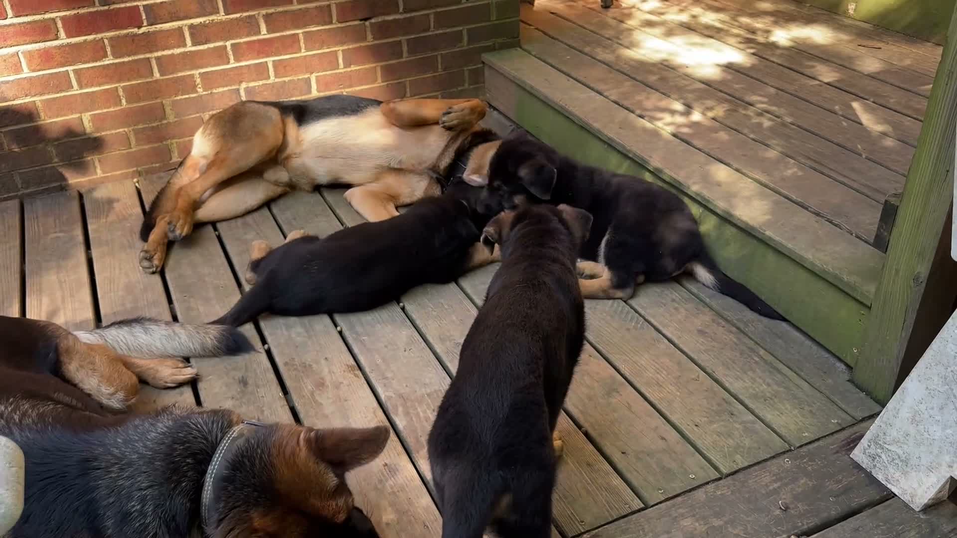 German Shepherd dogs for sale: German Shepherd 5 - Video 1