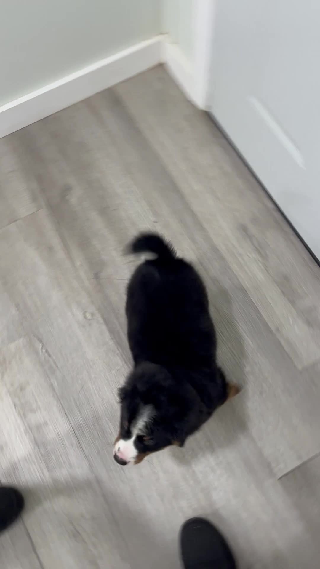 Bernese Mountain Dog dogs for sale: Katy - Video 1
