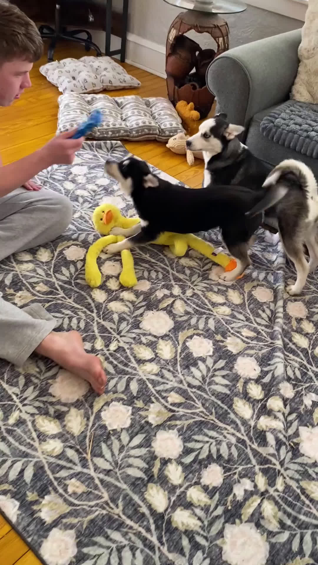 Pomsky dogs for sale: Kitty  - Video 1