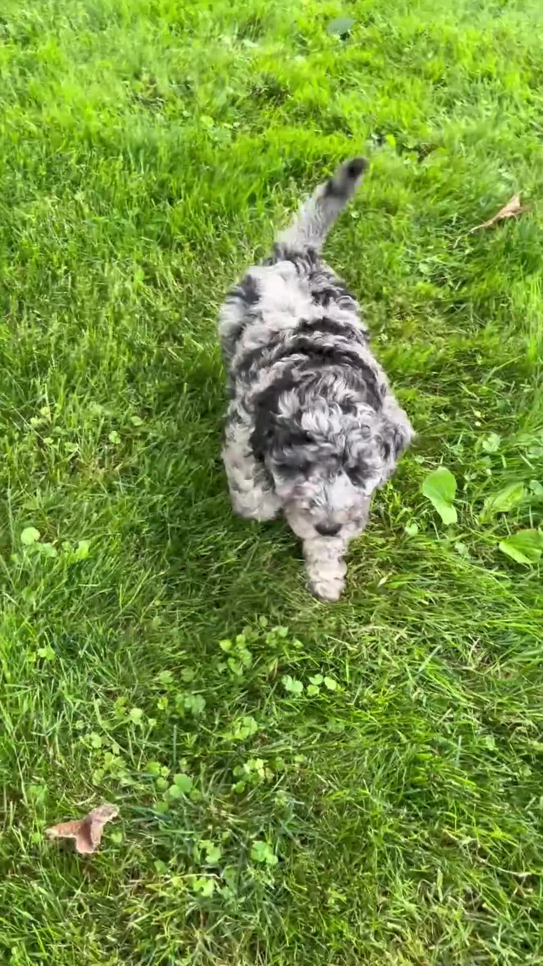 Mixed Breed dogs for sale: Nevaeh - Video 1