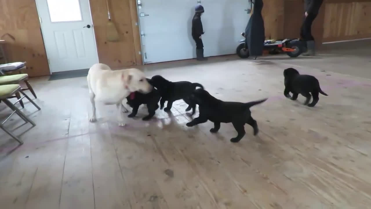Labrador Retriever dogs for sale: Pudgy - Video 1