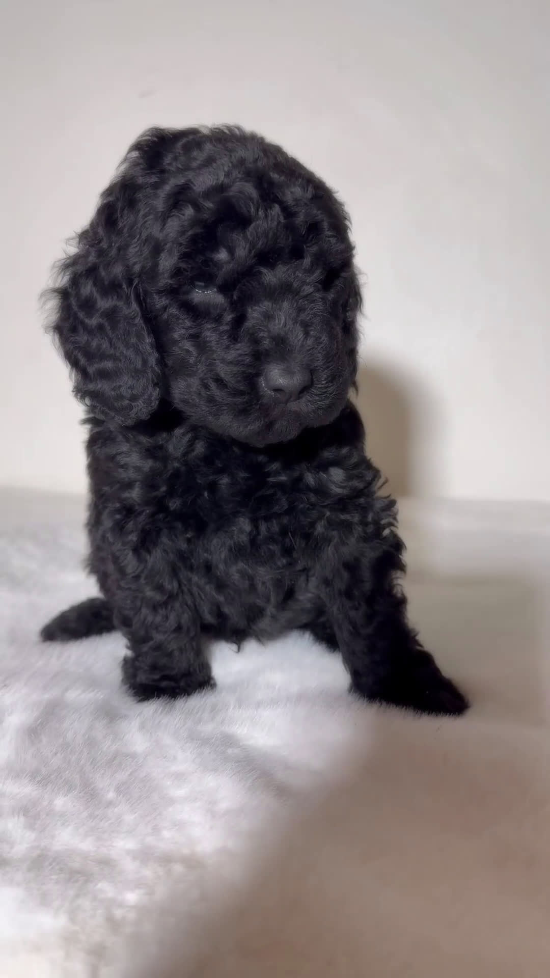Goldendoodle dogs for sale: Black Mini Goldendoodle Male - Video 1