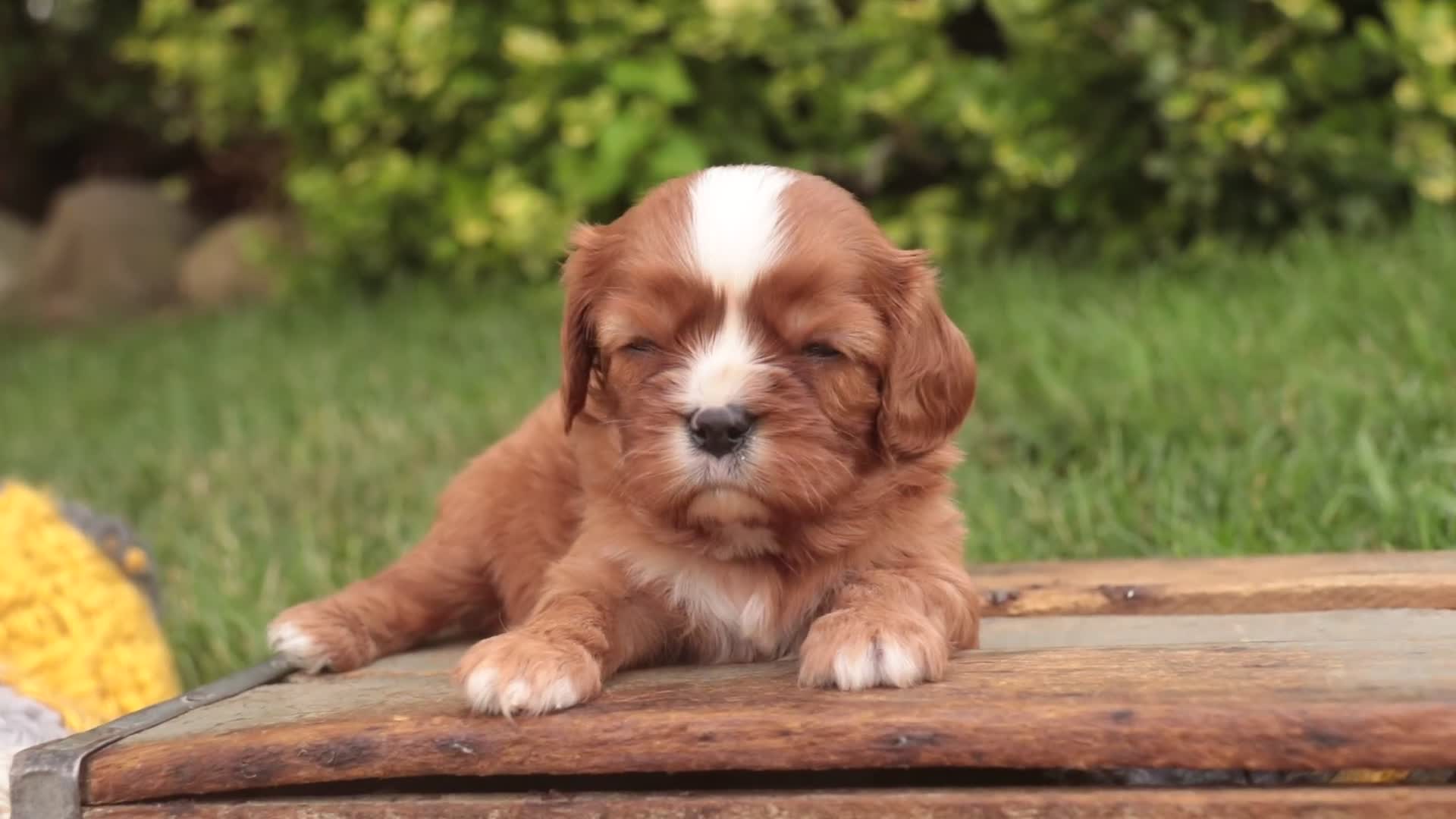 Cavalier King Charles Spaniel dogs for sale: Freddy Cavalier King Charles Spaniel  - Video 1