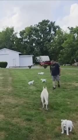German Shepherd dogs for sale: Dolly - Video 1