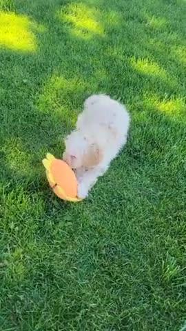 Mini Goldendoodle dogs for sale: Rosie Female - Video 1