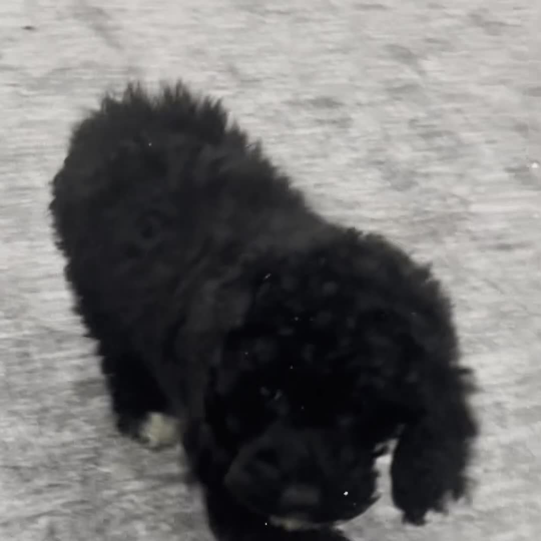 Standard Poodle dogs for sale: Esmee - Video 1
