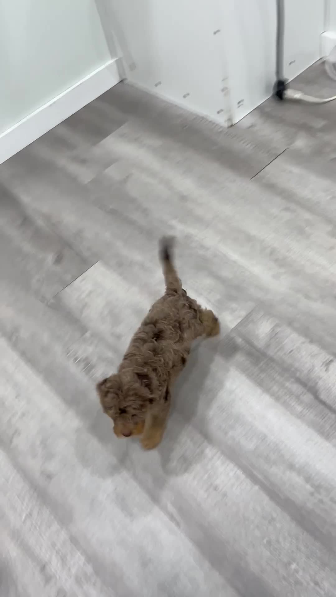 Cavapoo dogs for sale: Rilla - Video 1