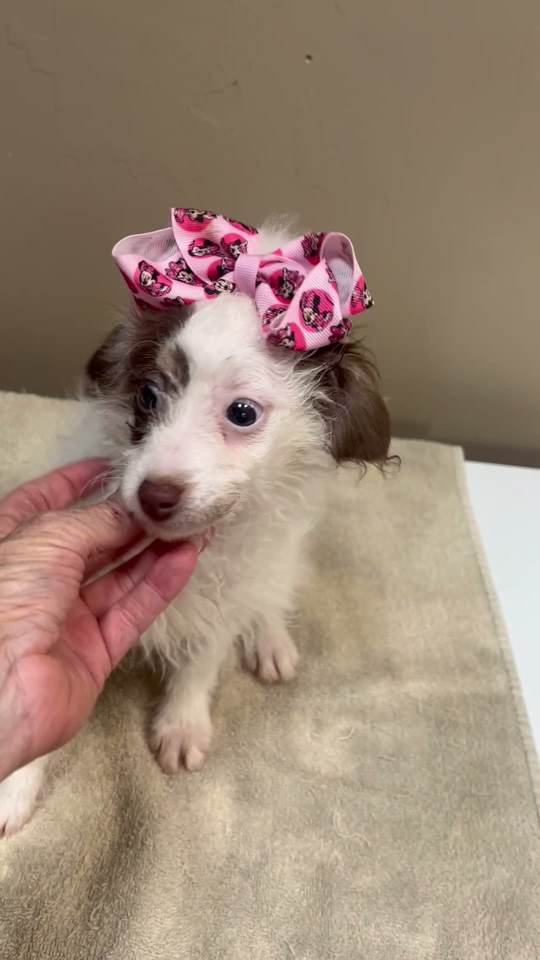 Toy Poodle dogs for sale: 3 pounds - Video 1