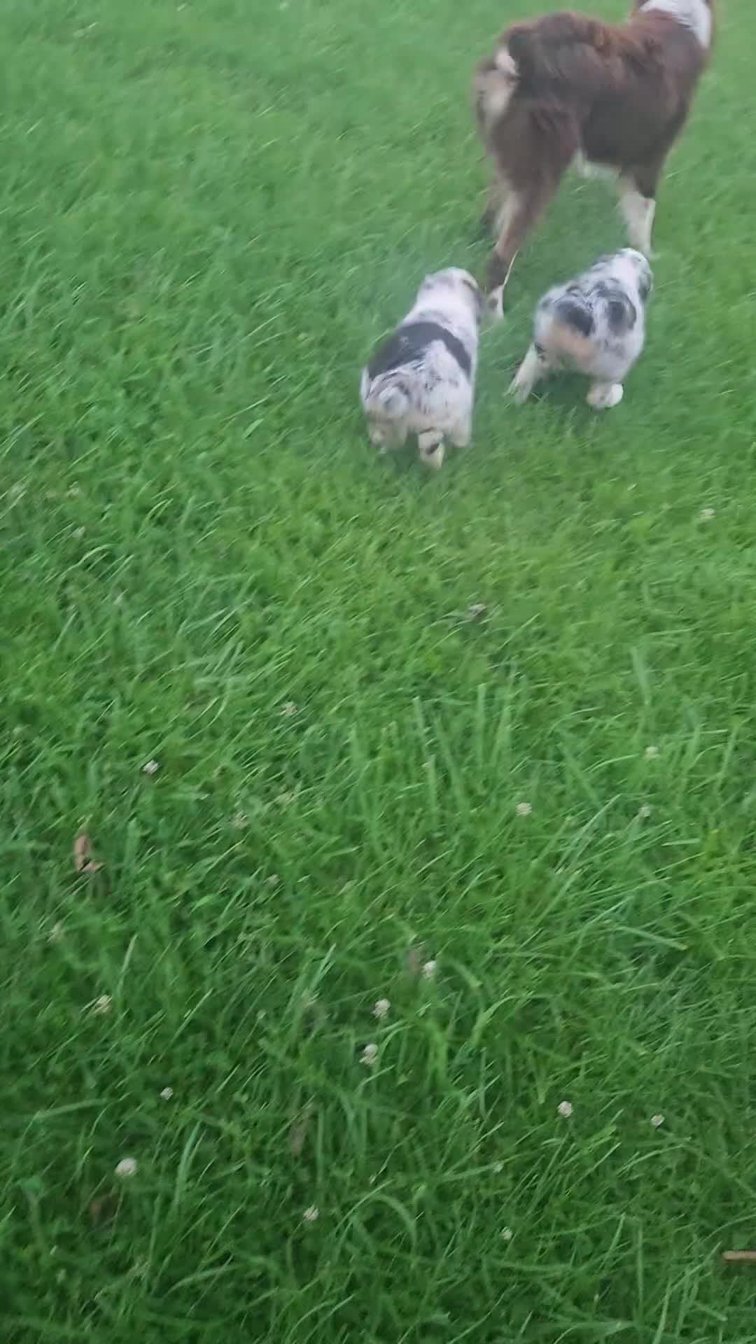 Australian Shepherd dogs for sale: "Moxie" Black tricolor  - Video 3