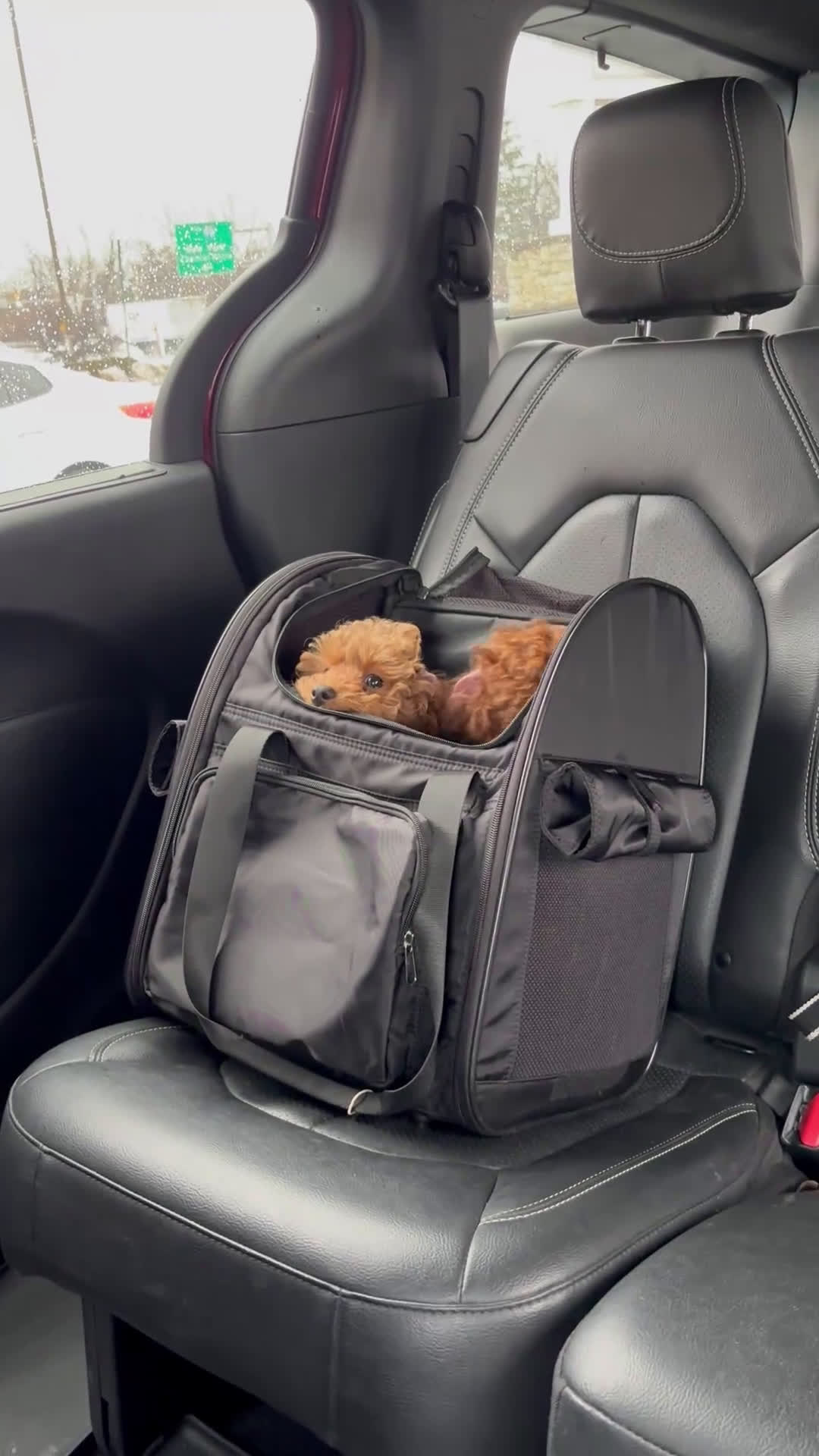 Toy Poodle dogs for sale: Toy Poodle Puppy 2 - Video 2