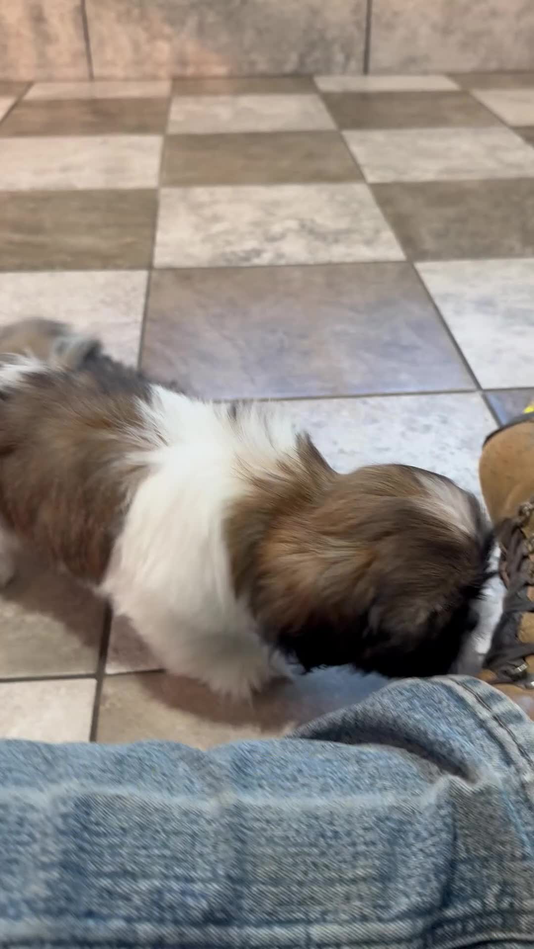 Shih Tzu dogs for sale: Oliver - Video 1