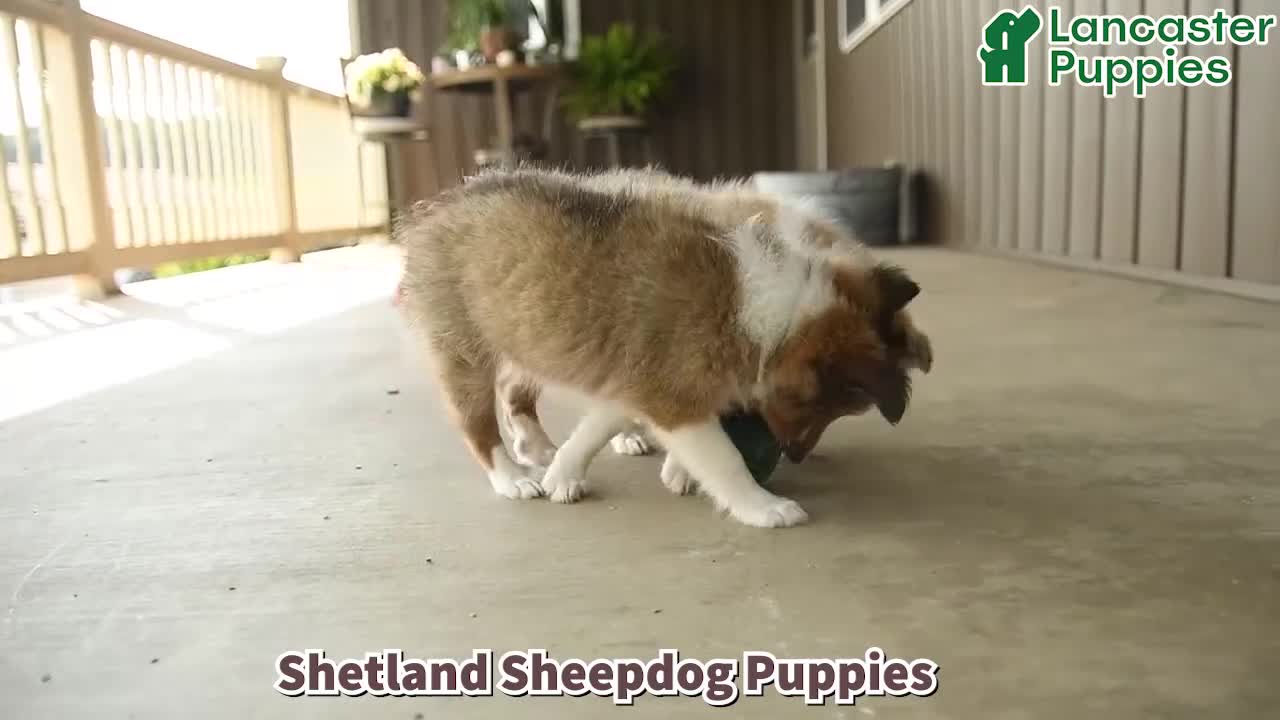 Shetland Sheepdog dogs for sale: Tori - Video 1