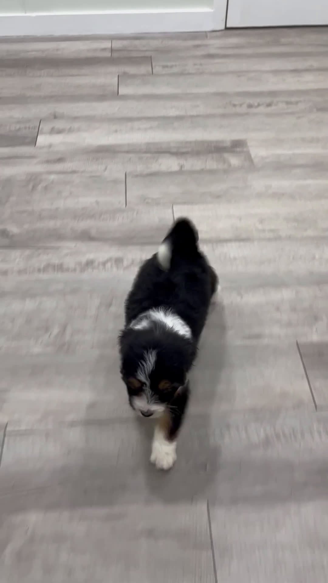 Bernedoodle dogs for sale: Birdie - Video 1