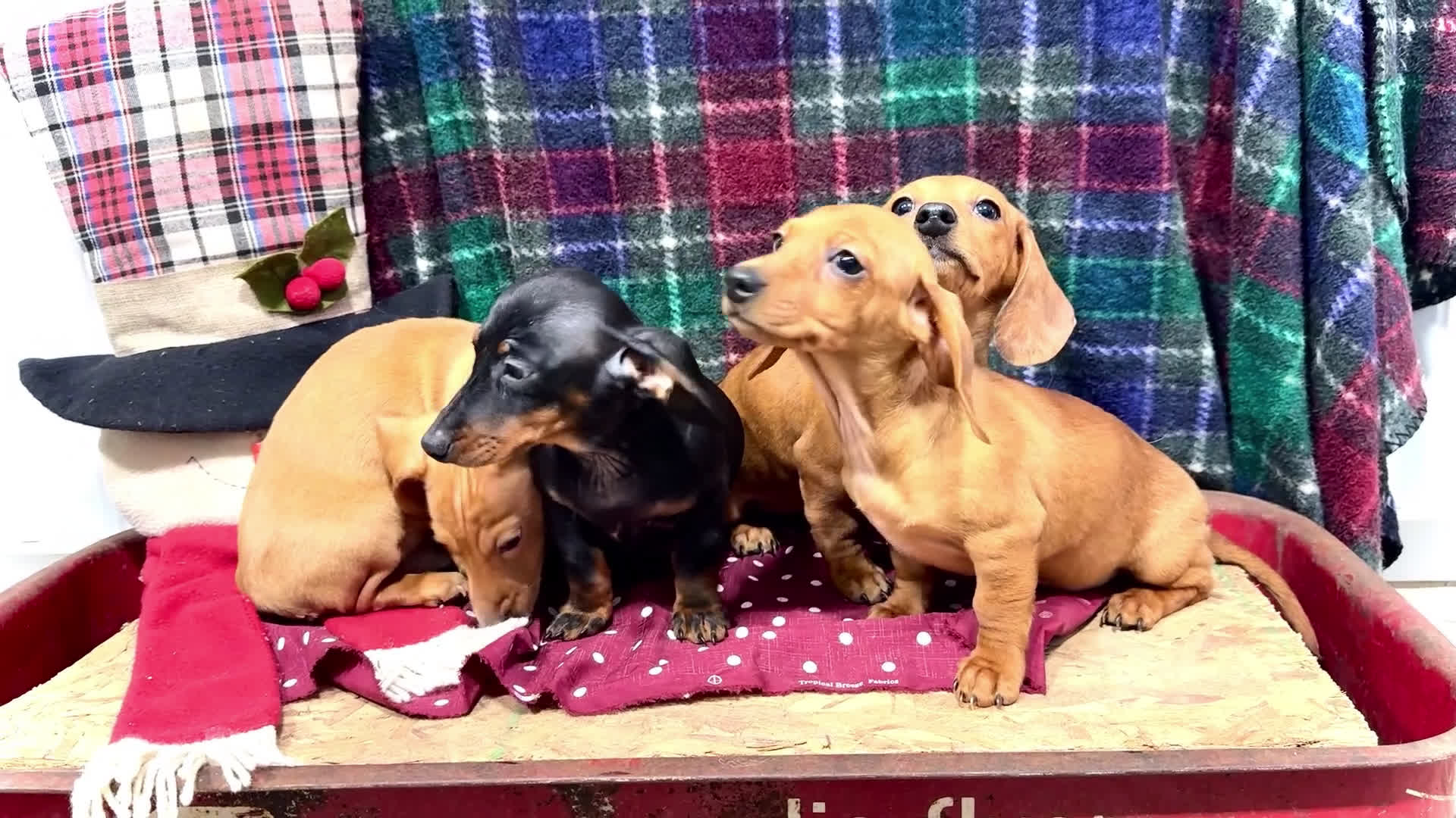 Miniature Dachshund dogs for sale: Xander - Video 1