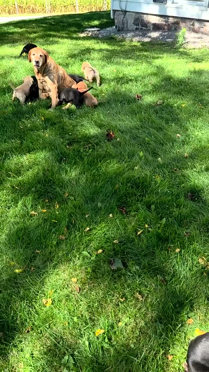 Mixed Breed dogs for sale: Mixed Breed 3 - Video 1