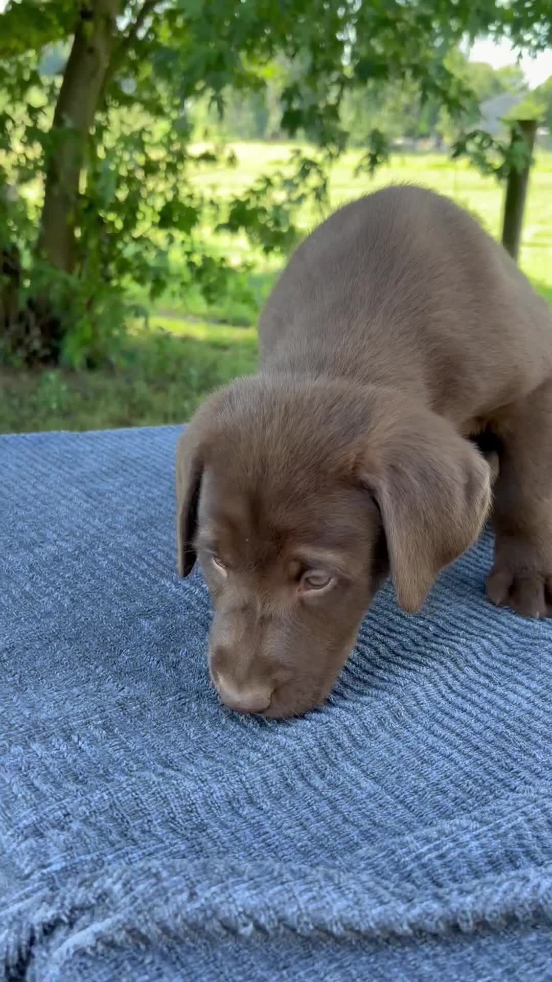 Labrador Retriever dogs for sale: Maverick  - Video 1