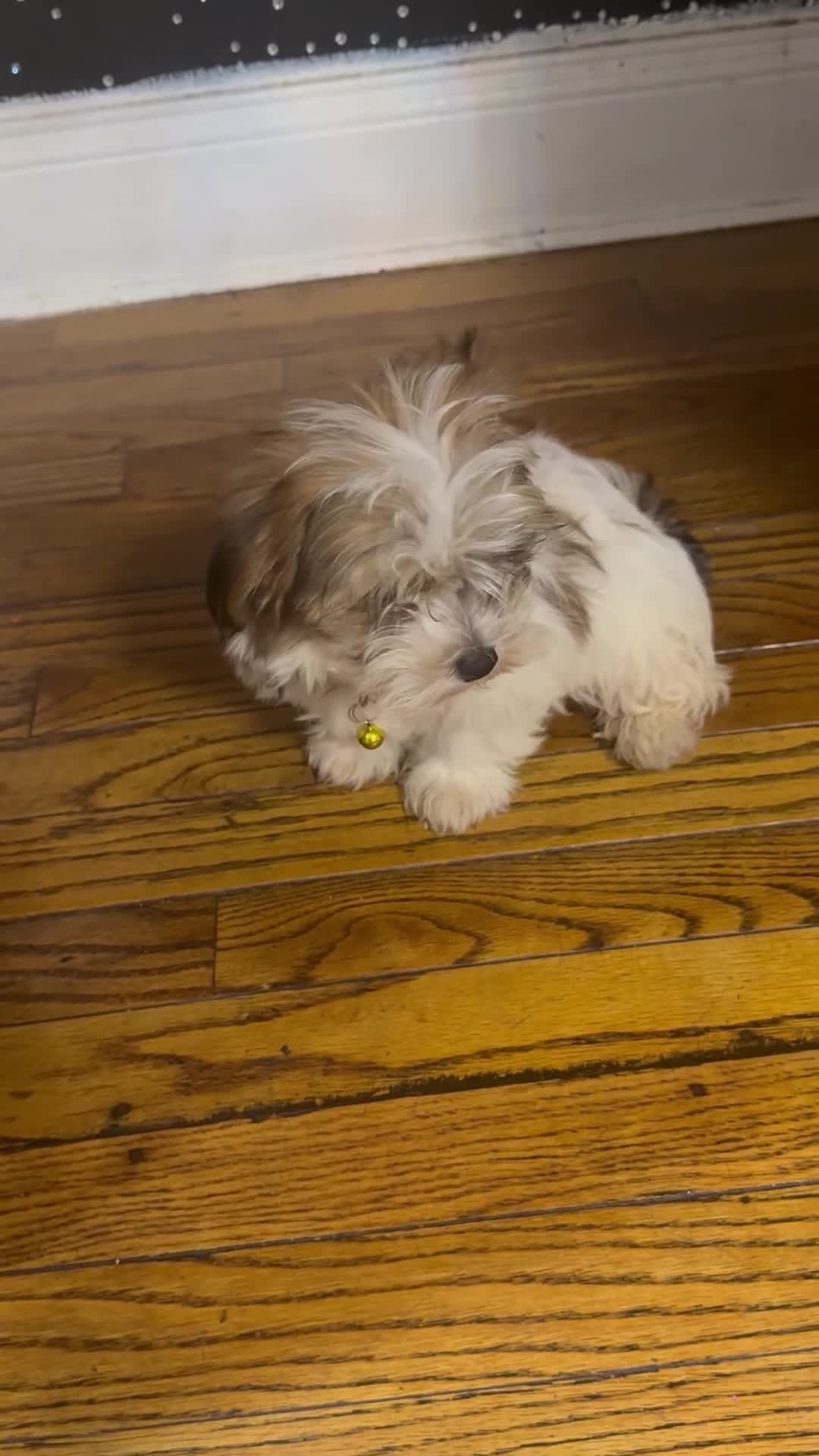 Malshi dogs for sale: Sasha - Video 1