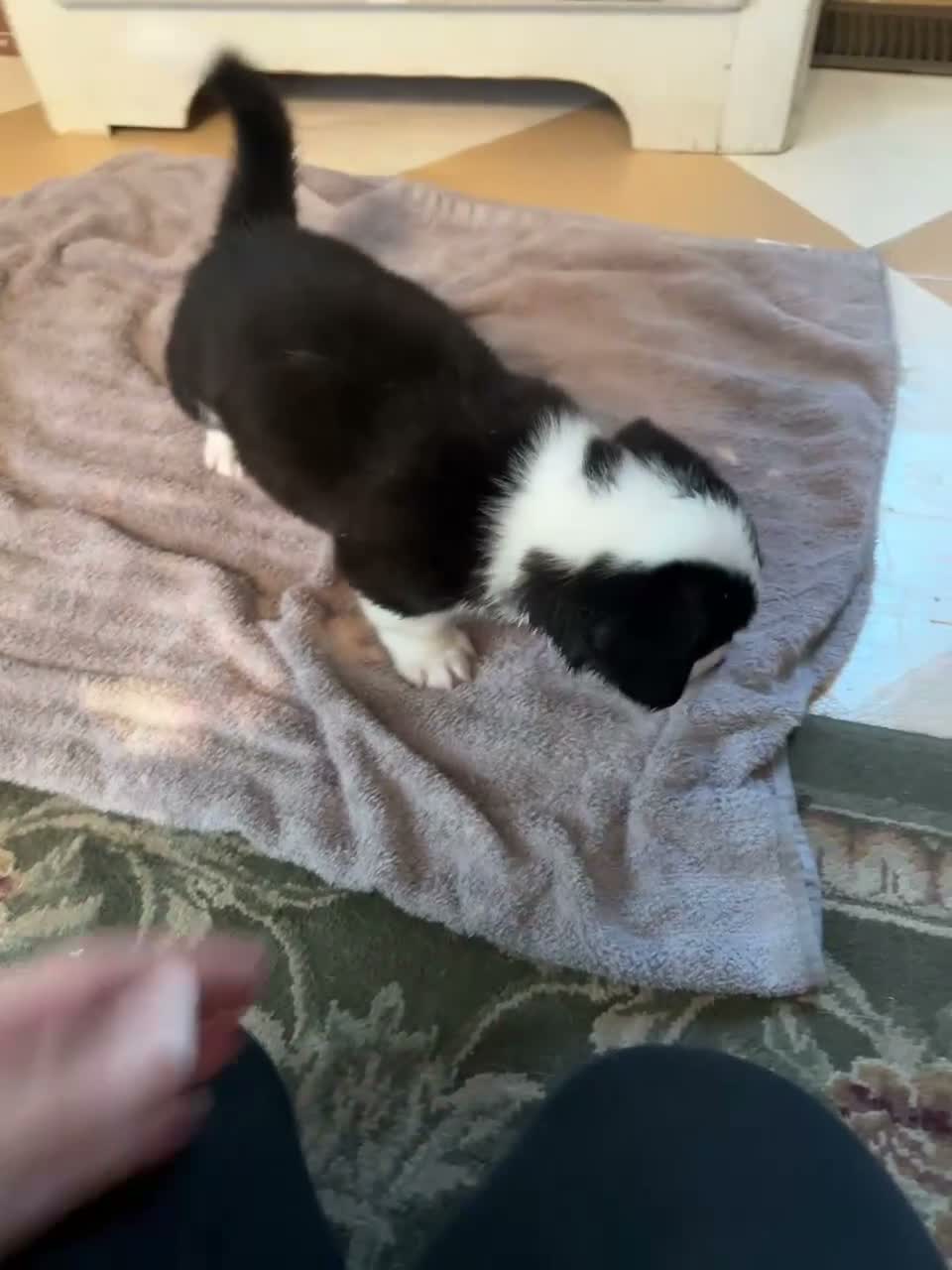 American Corgi dogs for sale: Hank  - Video 1