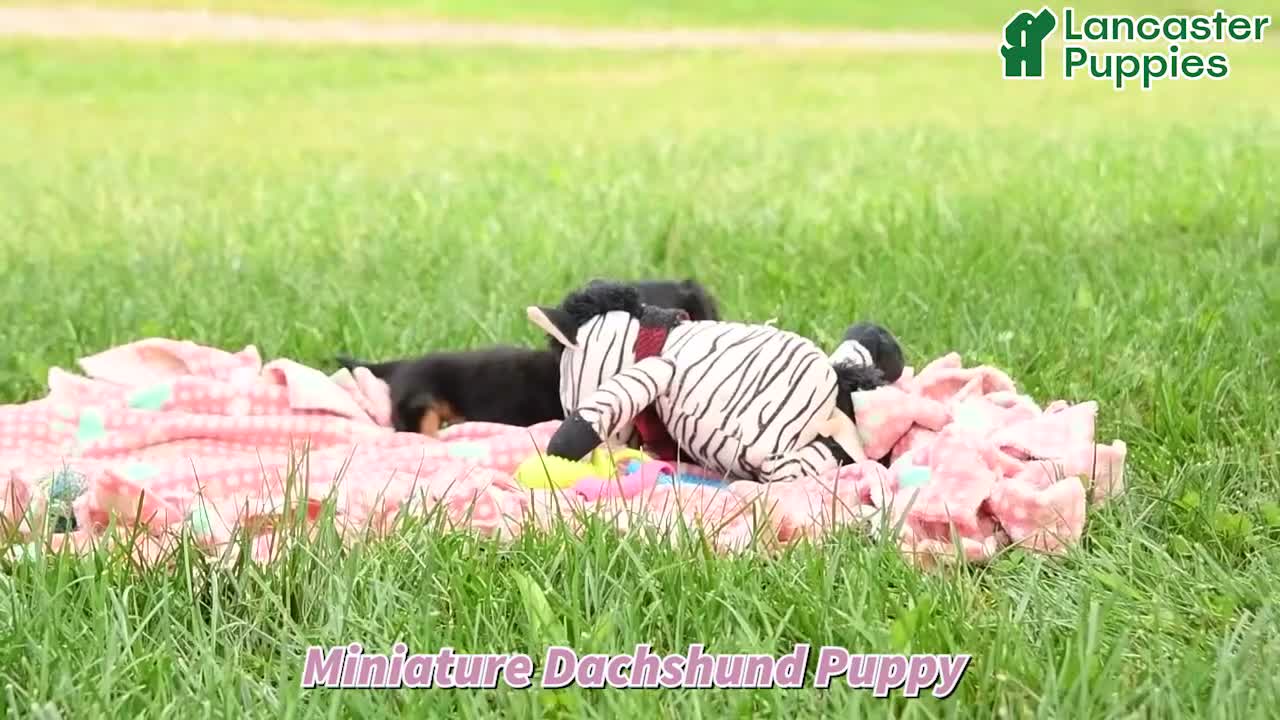 Miniature Dachshund dogs for sale: Ulysses - Video 1