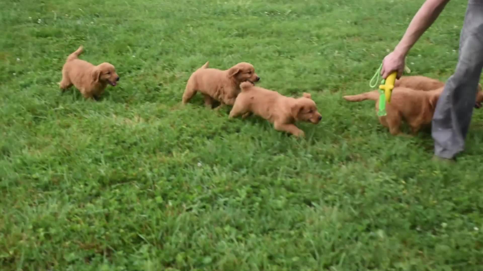 Golden Retriever dogs for sale: Tyson SPECIAL - Video 1