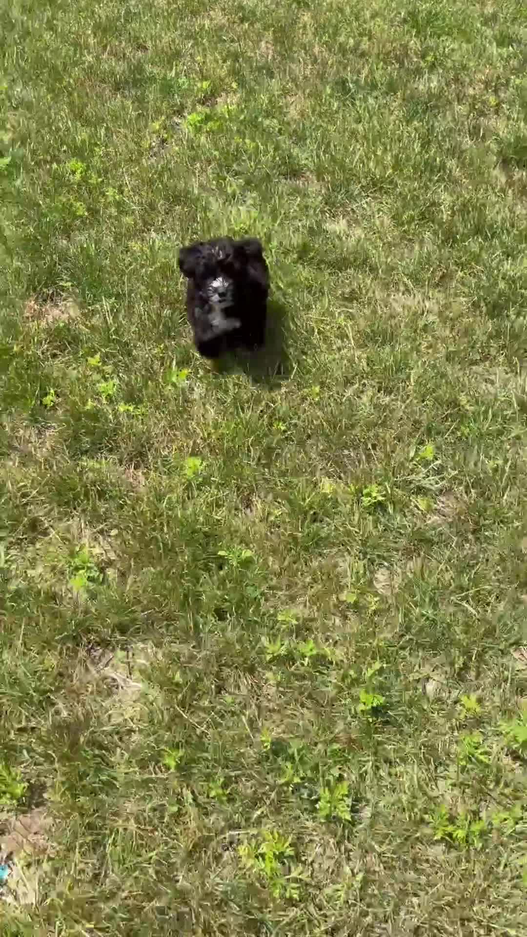 Yorkiepoo dogs for sale: Theo - Video 1