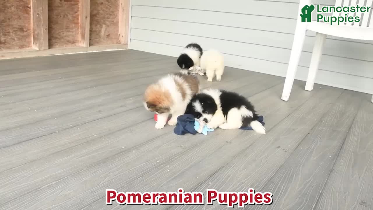 Pomeranian dogs for sale: Mark - Video 1
