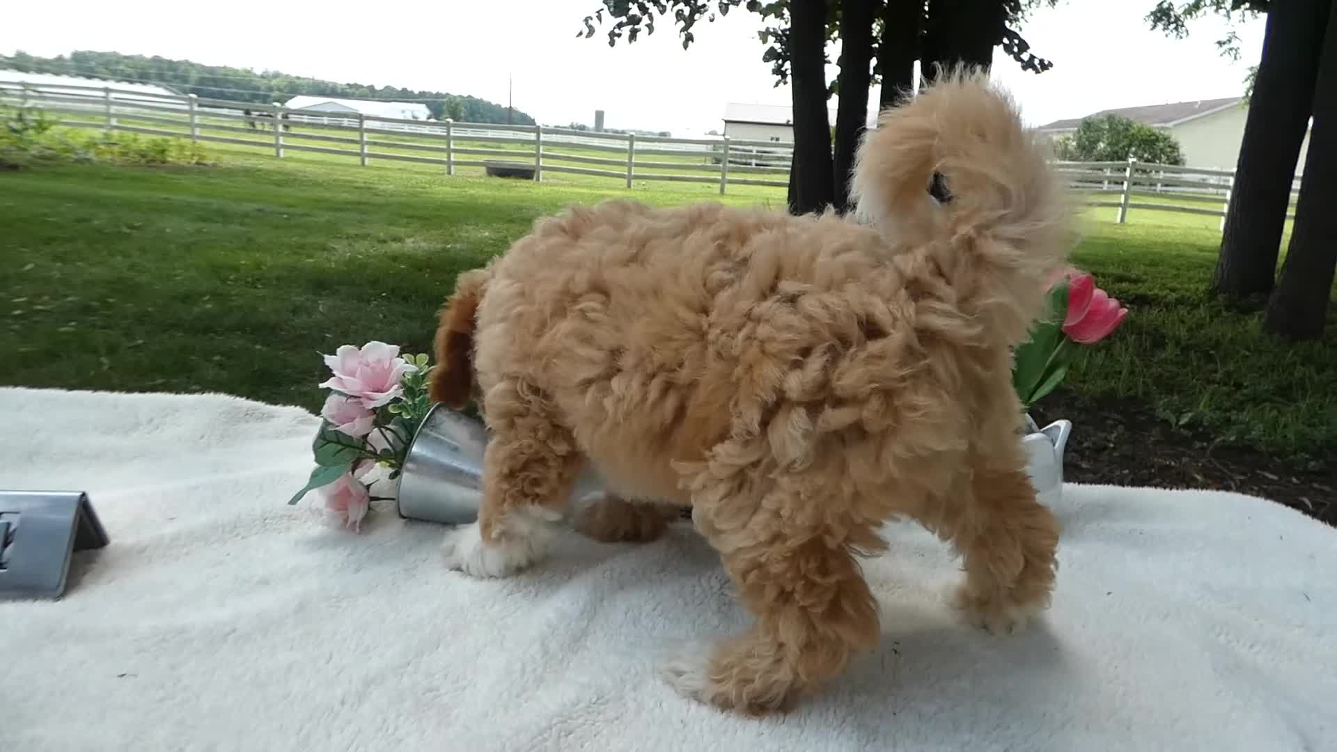 Mini Goldendoodle dogs for sale: Mini Goldendoodle 2 Nelly - Video 1