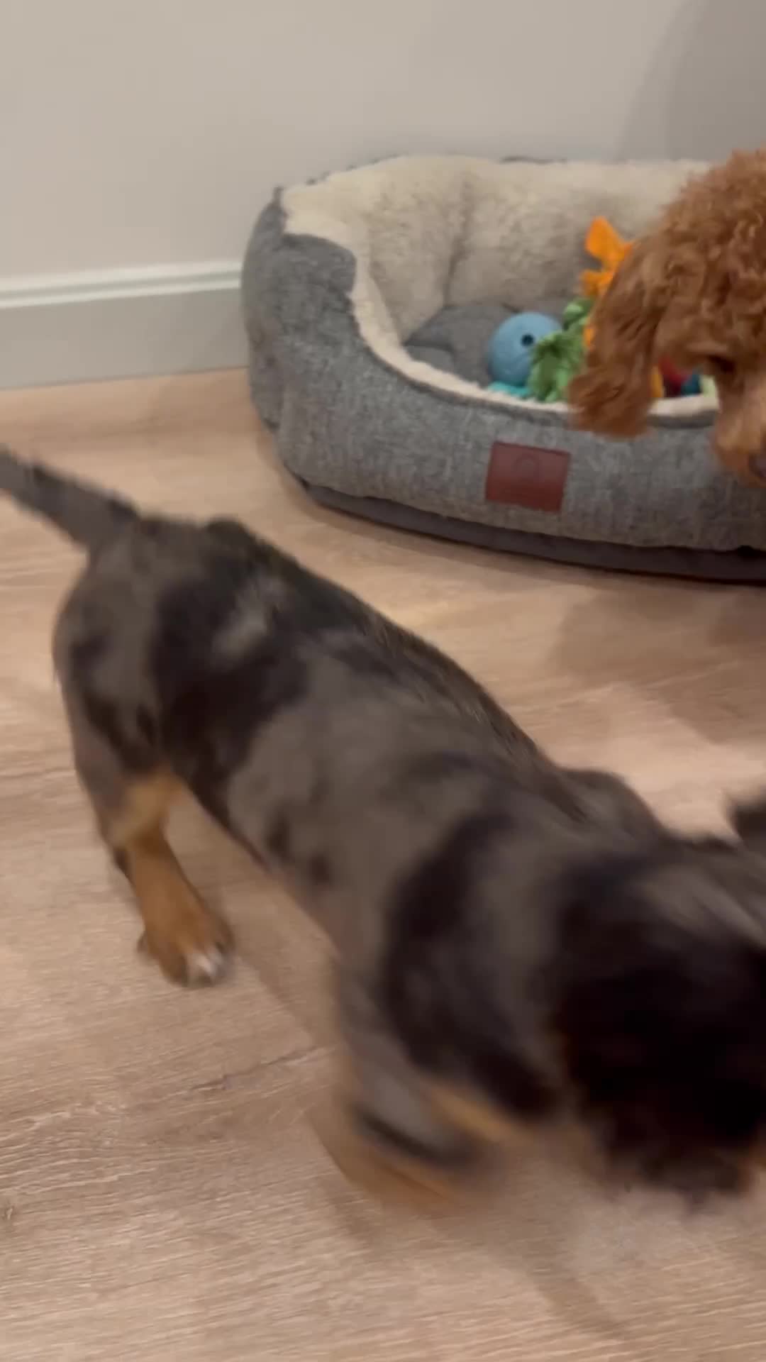 Miniature Dachshund dogs for sale: Miniature Dachshund Puppy 1 - Video 2