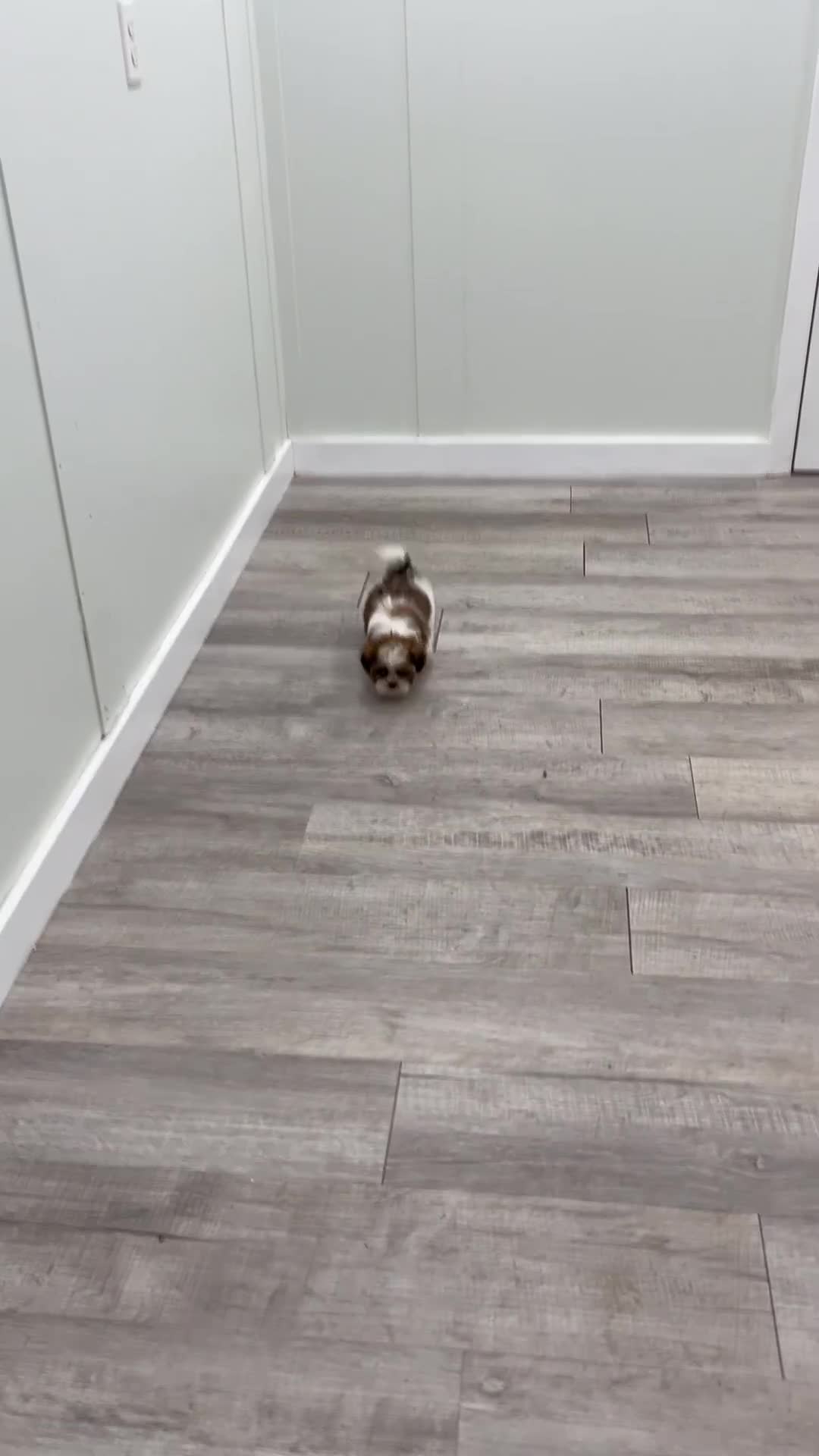 Shih Tzu dogs for sale: Callie - Video 1