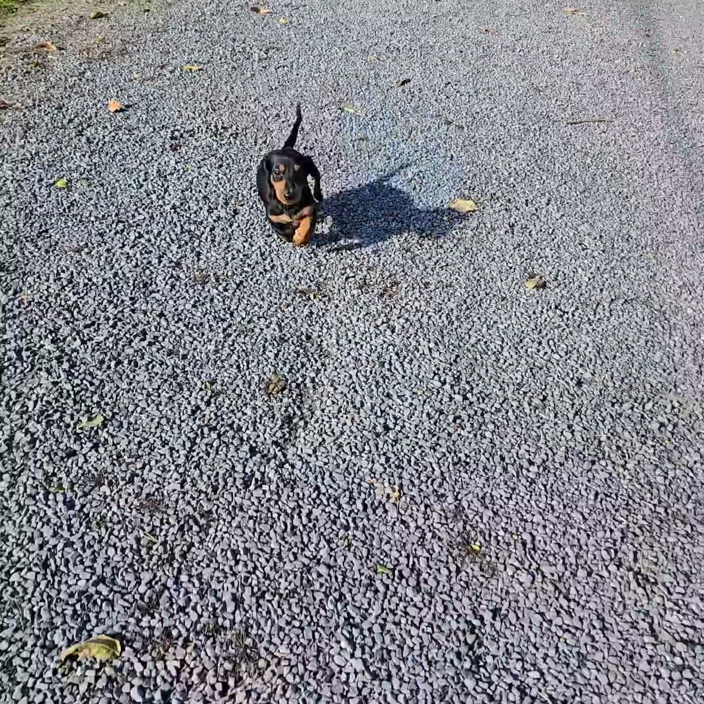 Miniature Dachshund dogs for sale: Trevor - Video 1