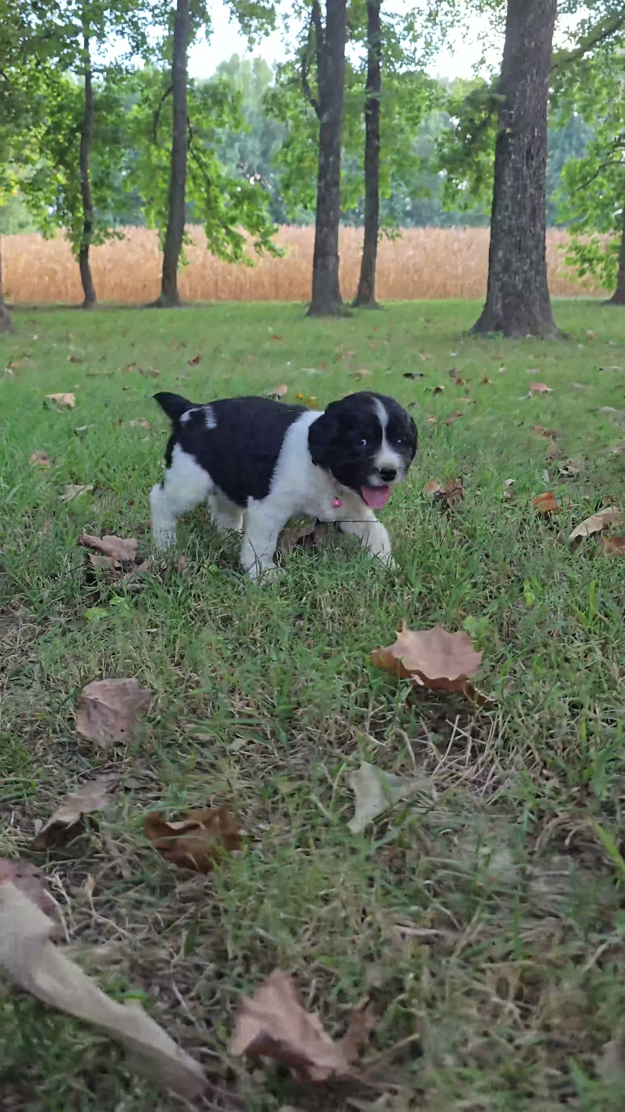 English Springer Spaniel dogs for sale: Coral - Video 1