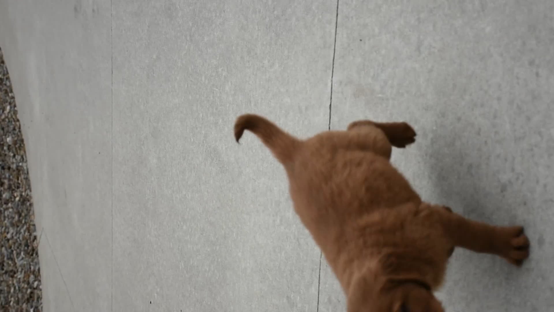 Golden Retriever dogs for sale: Walter    Genetic/OFA - Video 1