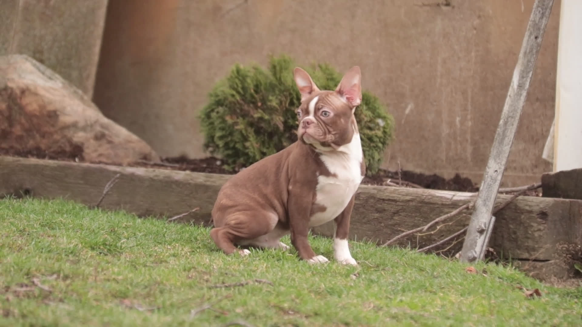 Boston Terrier dogs for sale: Boston Terrier litter of 1 puppies - Video 1