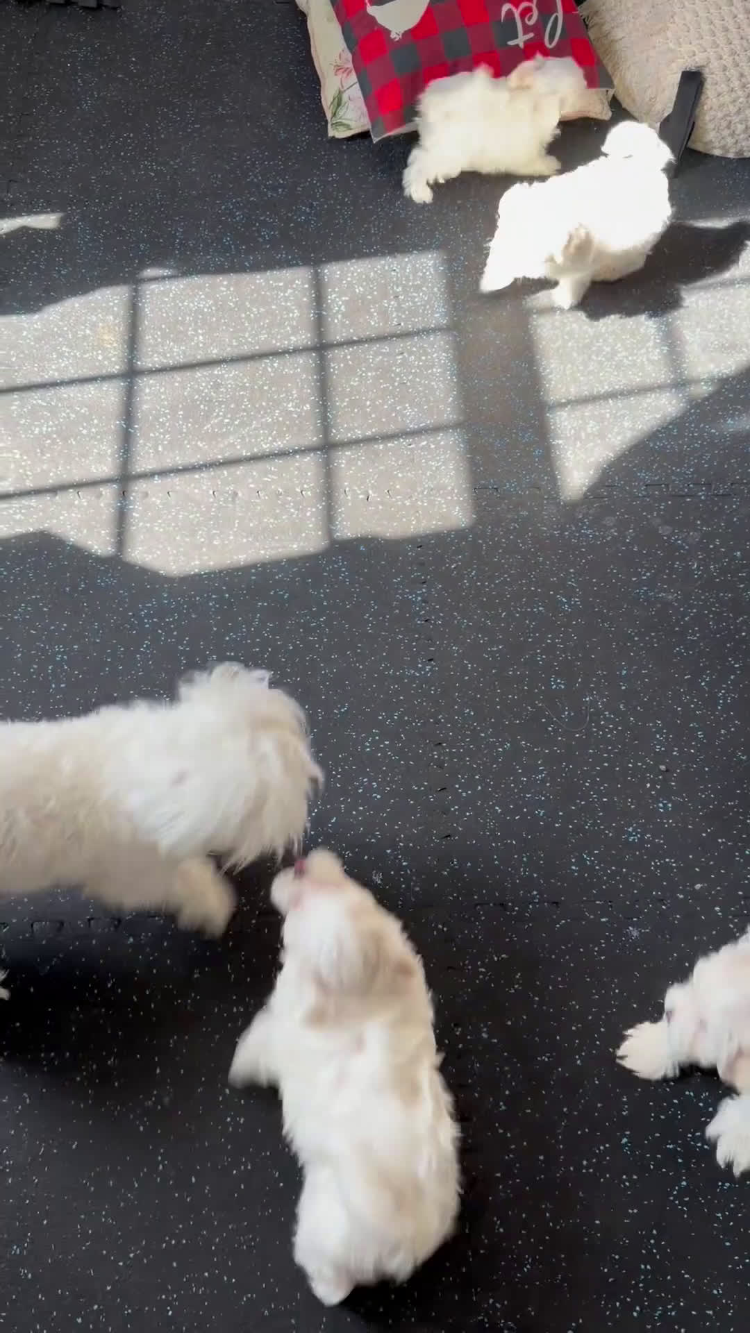 Maltese dogs for sale: Max - Video 1