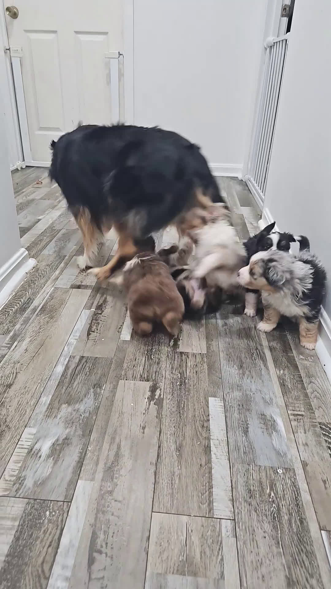 Miniature Australian Shepherd dogs for sale: Carrot  - Video 1